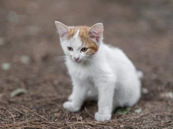 Assurance santé pour chats : est-ce une bonne idée ?
