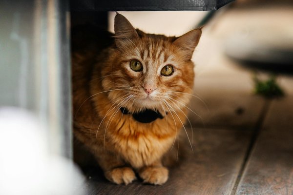 Distributeur automatique de croquettes pour chats : comment garantir une alimentation précise et sereine
