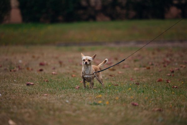 Quelle est la méthode la plus efficace pour désensibiliser un Shiba Inu à l'arrivée d'invités ?
